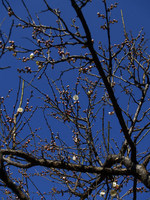 大倉山公園梅林の梅の木