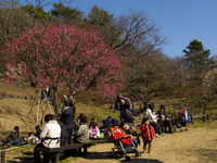 大倉山公園梅林